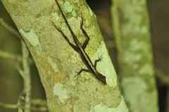 Anolis gaigei