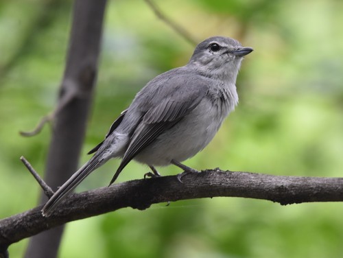 Ashy Flycatcher (Fraseria caerulescens), photo 8