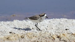 Charadrius alticola
