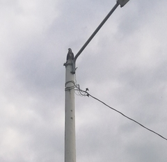 Rostrhamus sociabilis