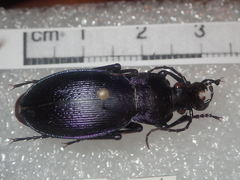 Carabus scheidleri