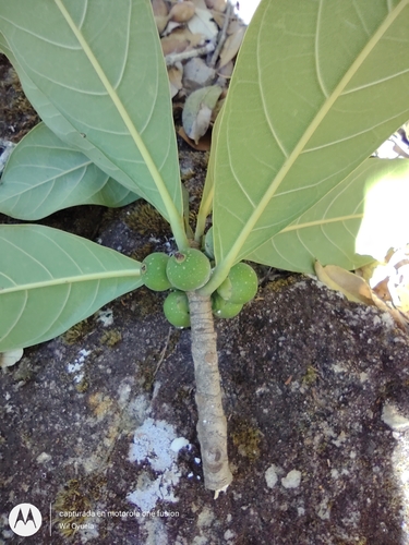 Image of Ficus obtusifolia by (c) Olvin Wilfredo Oyuela, some rights reserved (CC BY-SA)