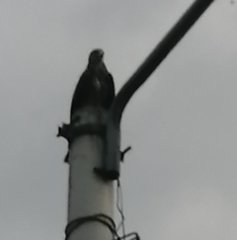 Rostrhamus sociabilis