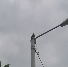 Rostrhamus sociabilis