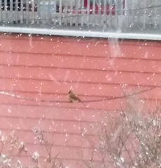 Cardinalis cardinalis