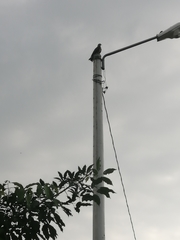 Rostrhamus sociabilis