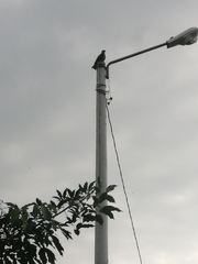 Rostrhamus sociabilis