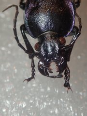 Carabus scheidleri