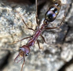 Myrmecia regularis