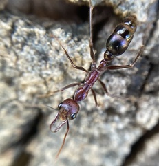 Myrmecia regularis