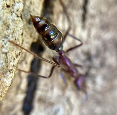 Myrmecia regularis