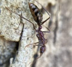 Myrmecia regularis