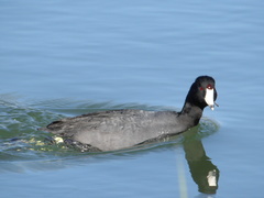 Fulica americana