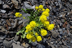 Brassica repanda cadevallii