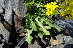 Brassica repanda cadevallii