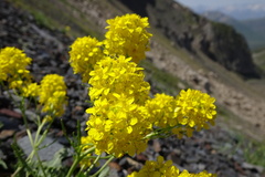 Brassica repanda cadevallii