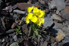 Erysimum duriaei pyrenaicum