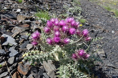 Carduus carlinoides