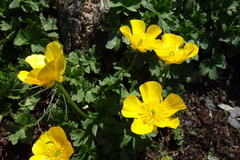 Ranunculus gouanii