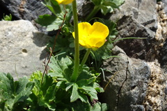 Ranunculus gouanii