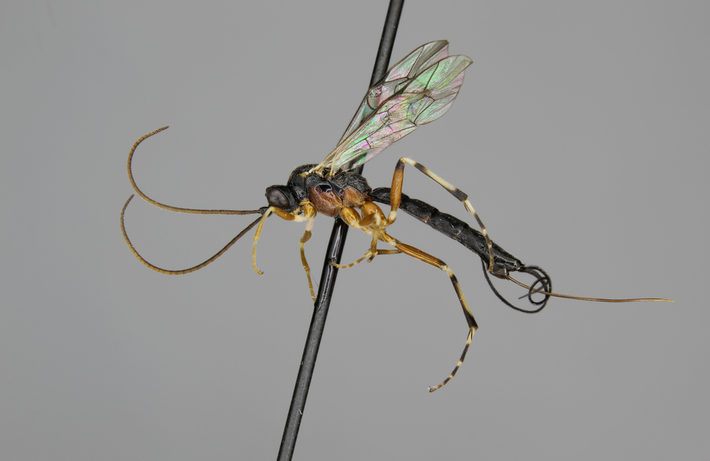 Glypta albonotata