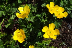 Ranunculus gouanii