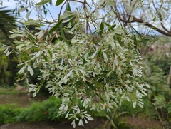 Euphorbia leucocephala