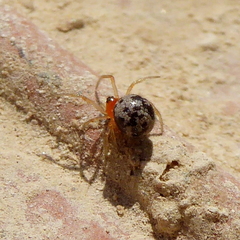 Ruborridion musivum