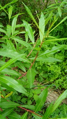 Salix udensis