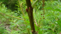 Salix udensis