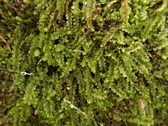 Jungermannia atrovirens