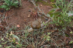 Natalina cafra