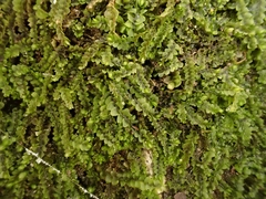 Jungermannia atrovirens