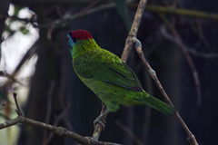 Psilopogon asiaticus