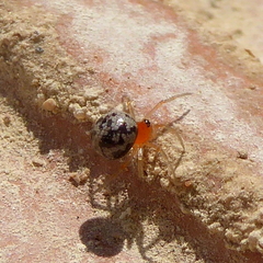 Ruborridion musivum