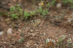 Dipcadi brevifolium