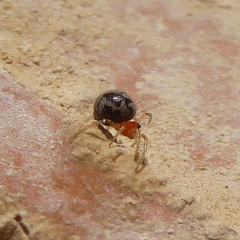 Ruborridion musivum