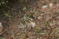 Dipcadi brevifolium