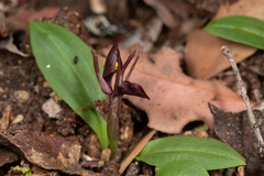 Chiloglottis grammata