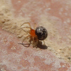 Ruborridion musivum