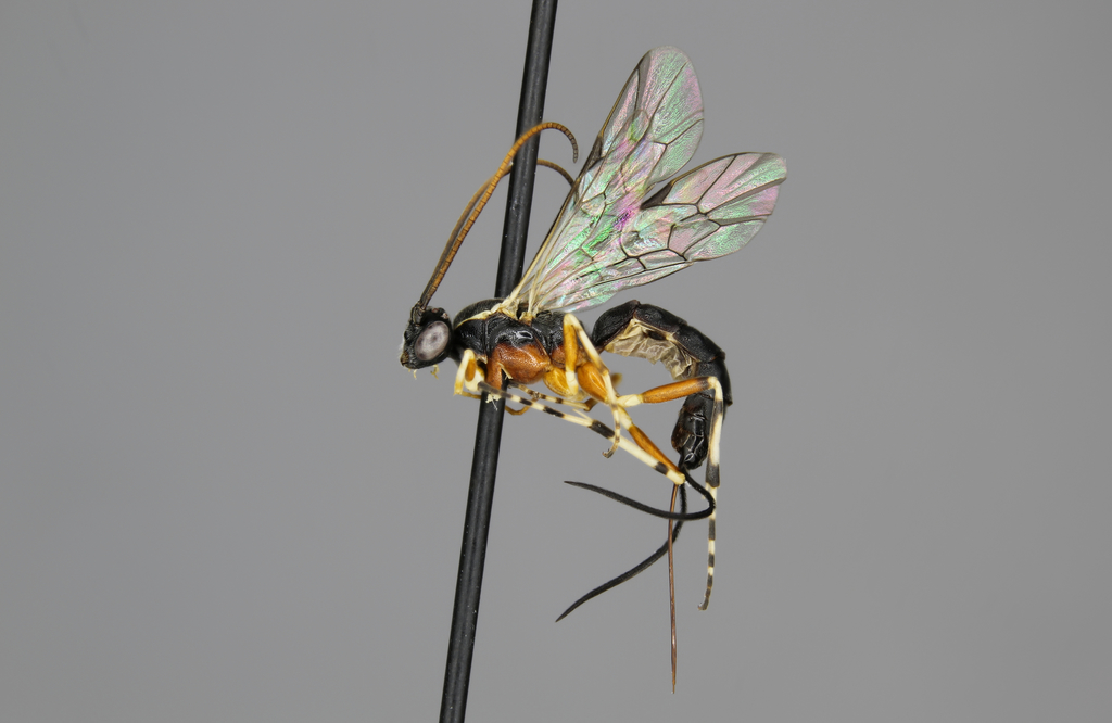 Glypta animosa
