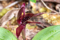 Chiloglottis grammata