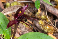Chiloglottis grammata