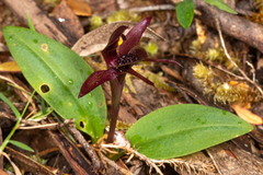 Chiloglottis grammata