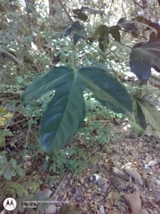 Dendropanax