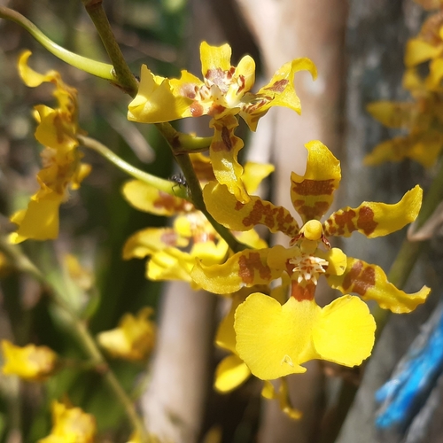 Isthmi Oncidium