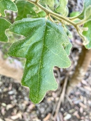 Chorilaena quercifolia