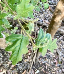 Chorilaena quercifolia