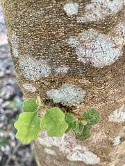 Chorilaena quercifolia