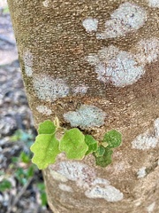 Chorilaena quercifolia